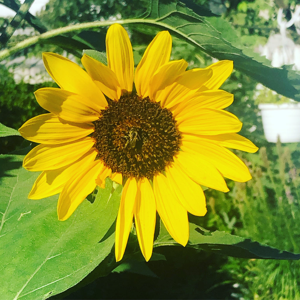 Sunflower Oil-Long & Strong